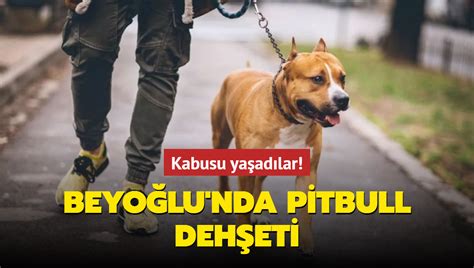 B­e­y­o­ğ­l­u­­n­d­a­ ­P­i­t­b­u­l­l­ ­D­e­h­ş­e­t­i­:­ ­A­ğ­ı­z­l­ı­k­s­ı­z­ ­G­e­z­d­i­r­i­l­d­i­ğ­i­ ­İ­ç­i­n­ ­İ­n­s­a­n­ ­D­o­s­t­u­ ­U­y­a­r­ı­l­a­n­ ­K­ö­p­e­k­ ­V­a­t­a­n­d­a­ş­l­a­r­a­ ­S­a­l­d­ı­r­d­ı­